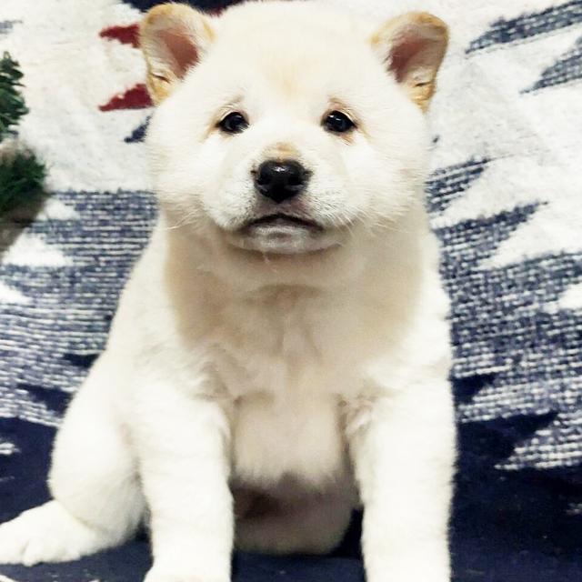 Bear - Shiba Inu