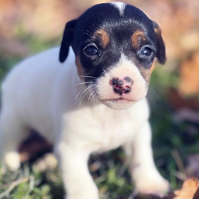 Pumpkin - Jack Russell Terrier