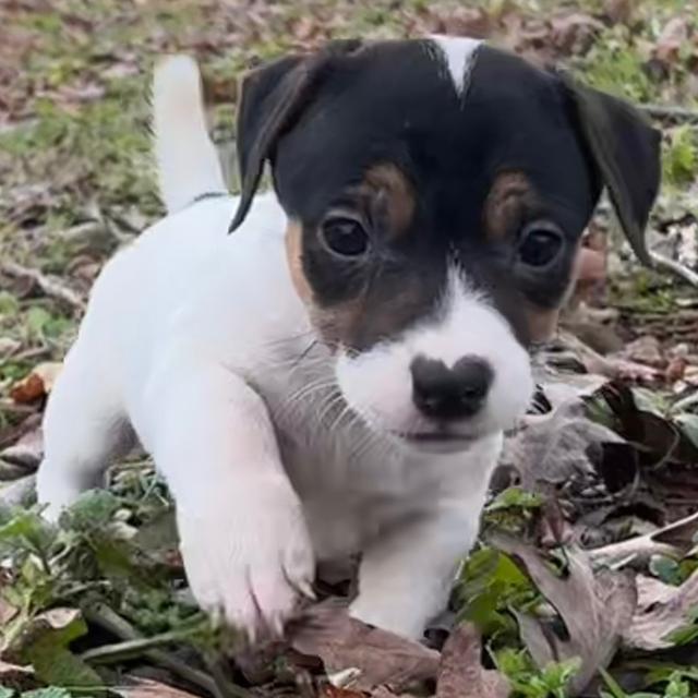 Pumpkin - Jack Russell Terrier