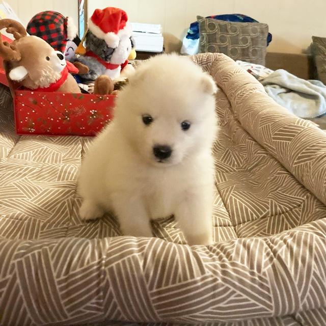 Layla - American Eskimo Dog