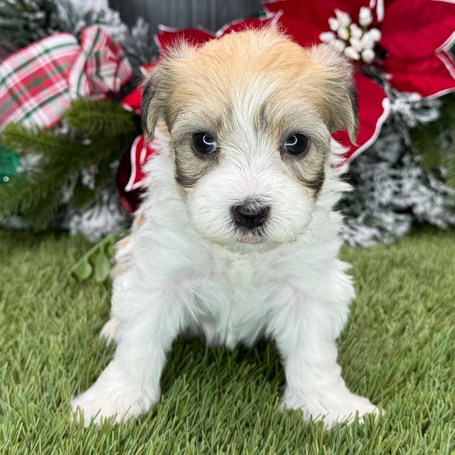 Maisy - Havanese