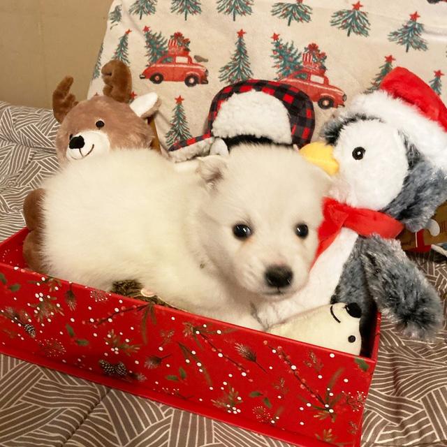 Max - American Eskimo Dog