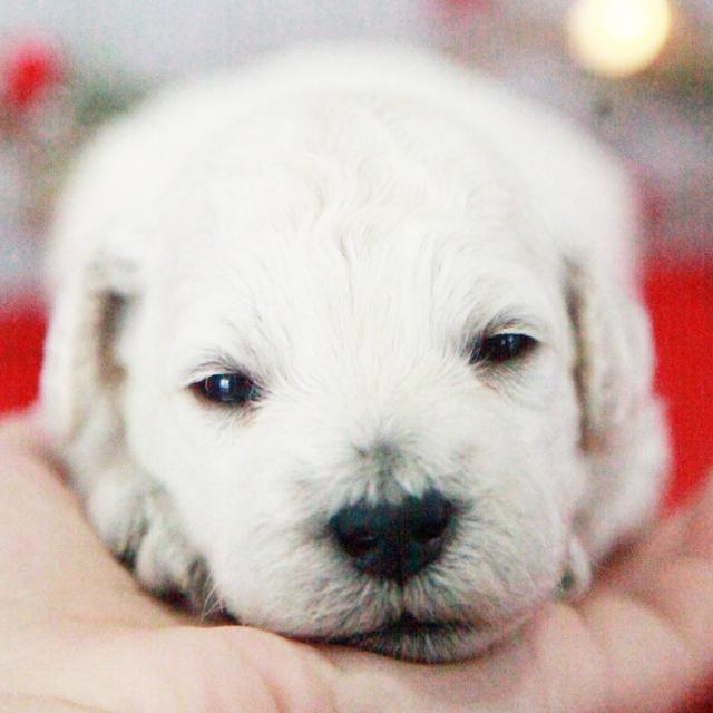 Jerry - Goldendoodle