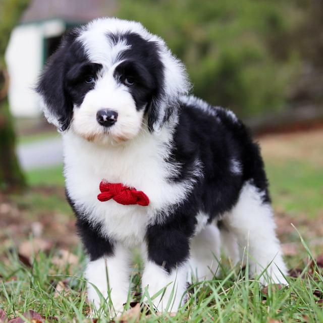 Hercules - Sheepadoodle