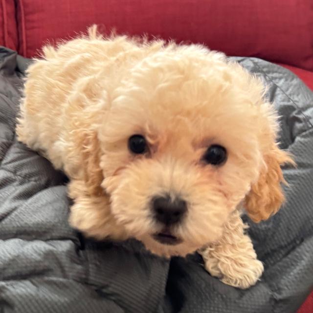 Beverly - Bichonpoo