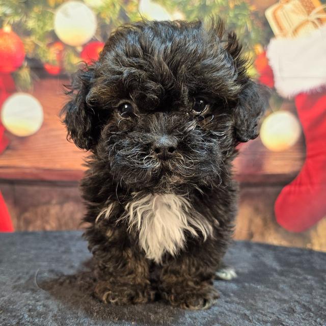 Ishmael - Shih-Poo