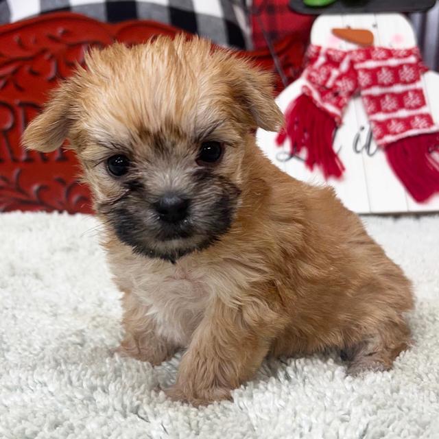 Bentley - Morkie