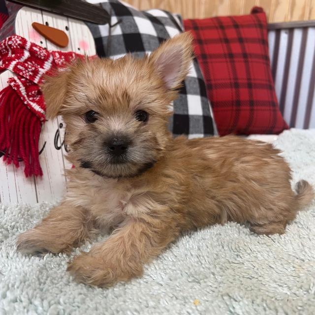 Bentley - Morkie