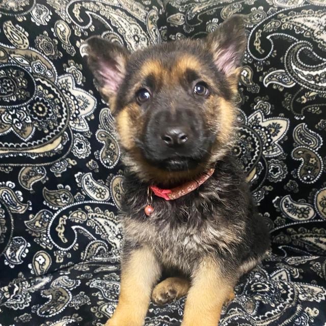 Juniper - German Shepherd Dog