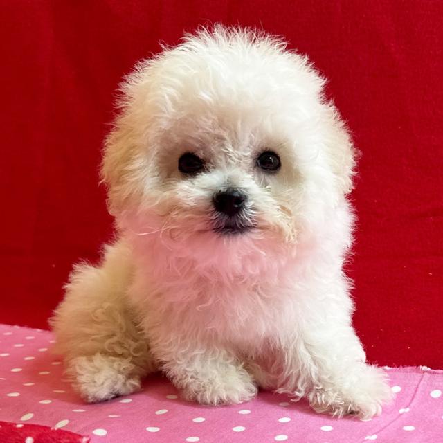 Daisy - Bichon Frise