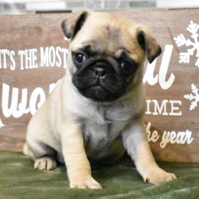 Haven - Pug