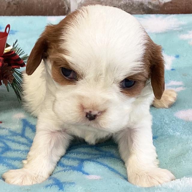 Chloe - Cavalier King Charles Spaniel