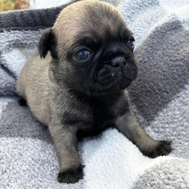 Abigail - Pug