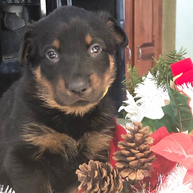 Vixen - Beauceron