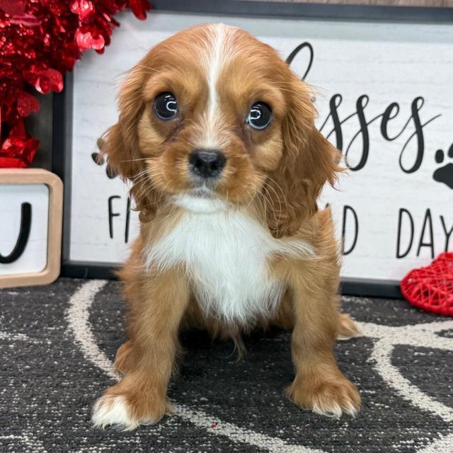 Mark - Cavalier King Charles Spaniel