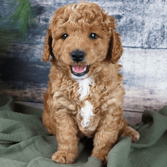 Zeke - Goldendoodle