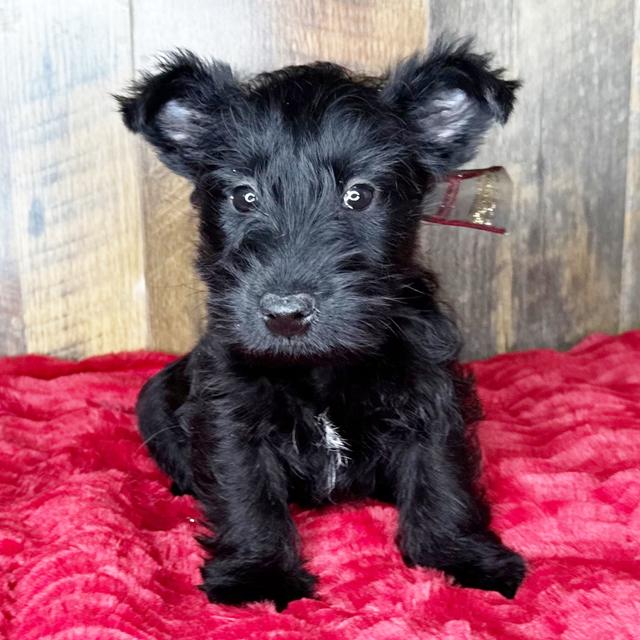 Ada - Scottish Terrier