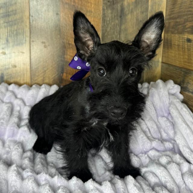 Ada - Scottish Terrier