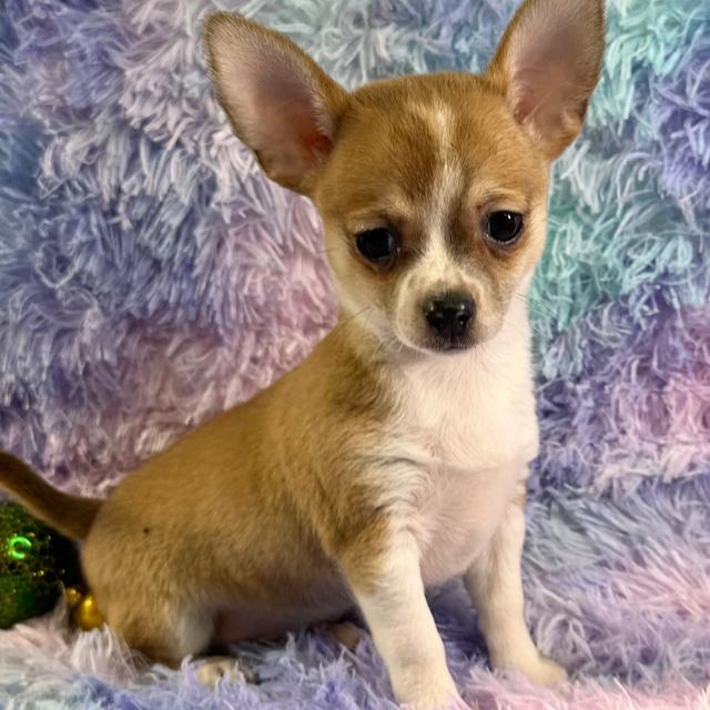 Donald - Chihuahua