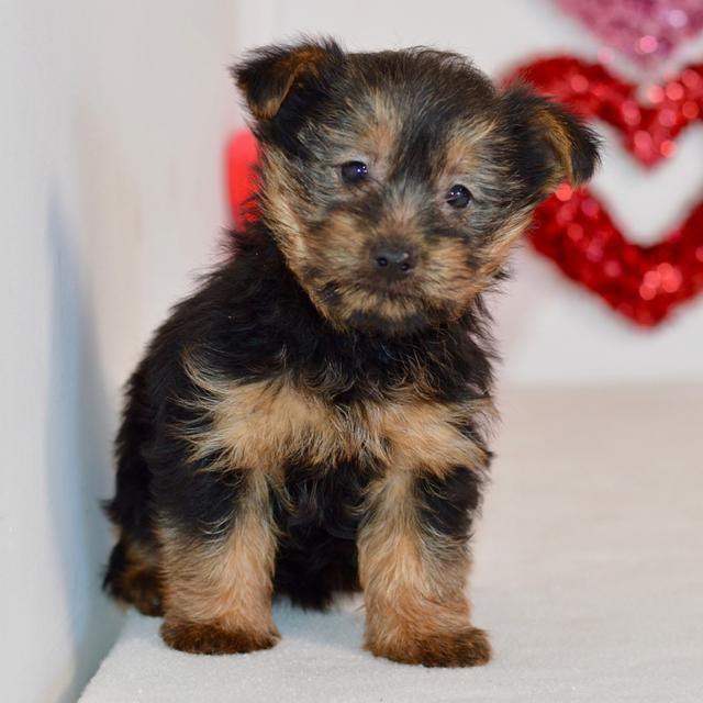 Catherine - Silky Terrier