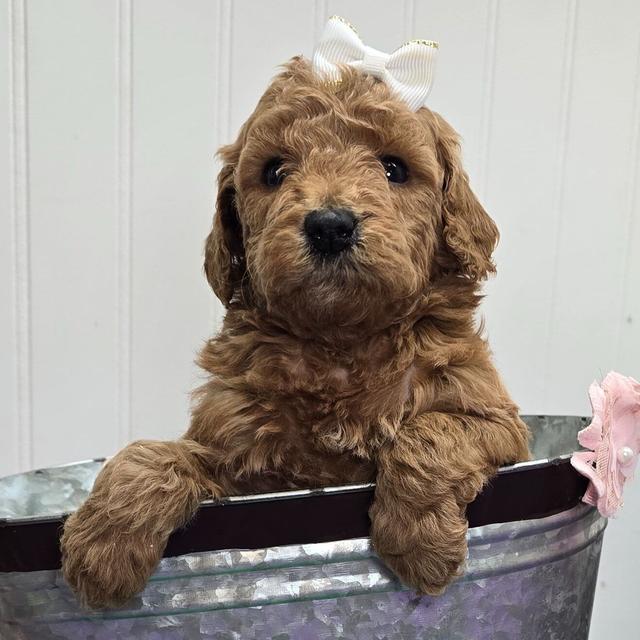 Amy - Goldendoodle