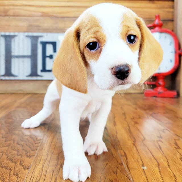 Harper - Beagle