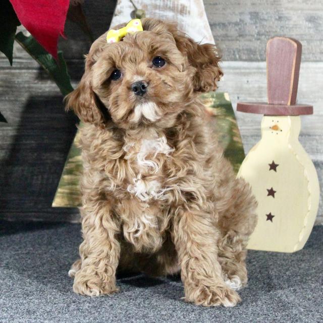 Haley - Cavapoo