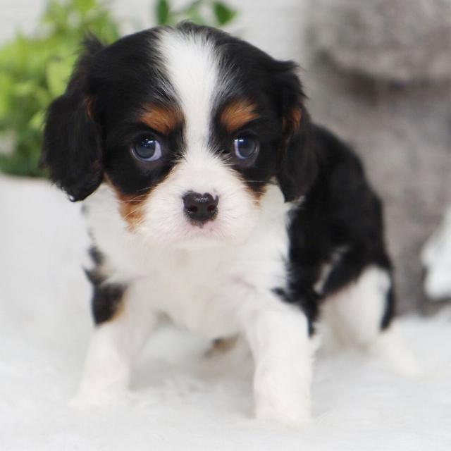 Pilot - Cavalier King Charles Spaniel