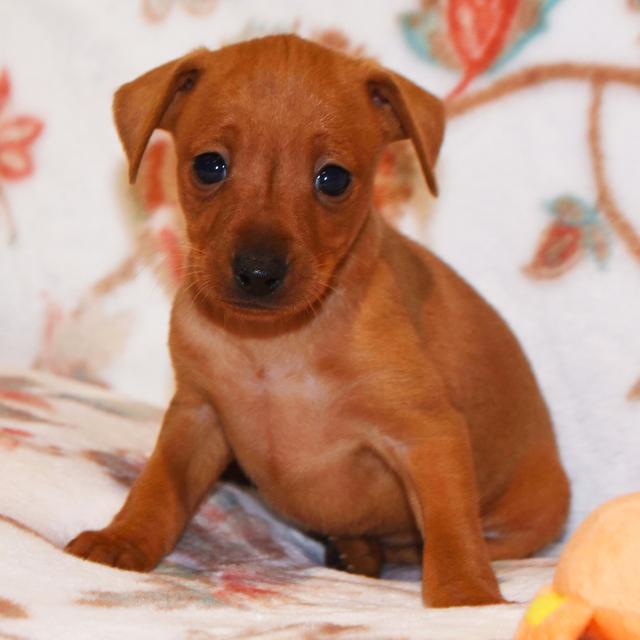 Barkley - Miniature Pinscher