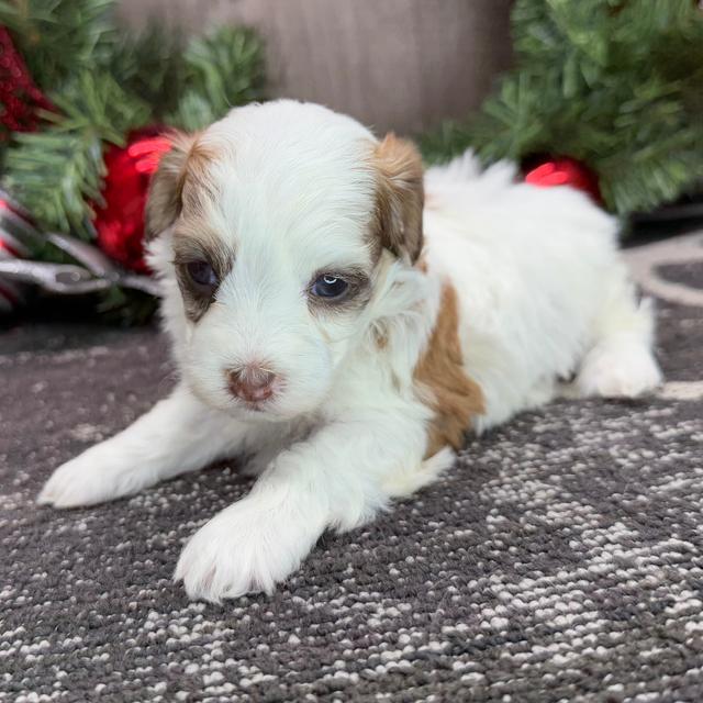 Pearl - Havanese