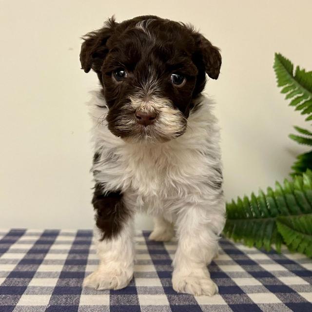 Oxana - Portuguese Water Dog