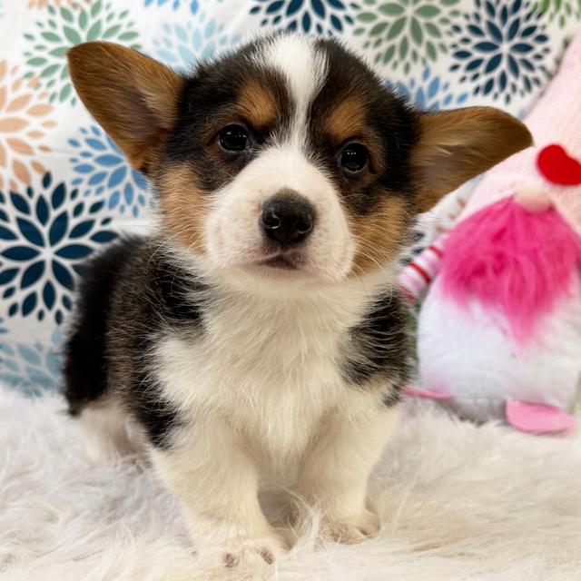 Alexander - Pembroke Welsh Corgi