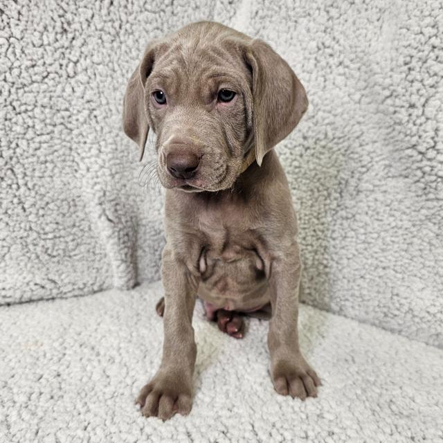 Ross - Weimaraner