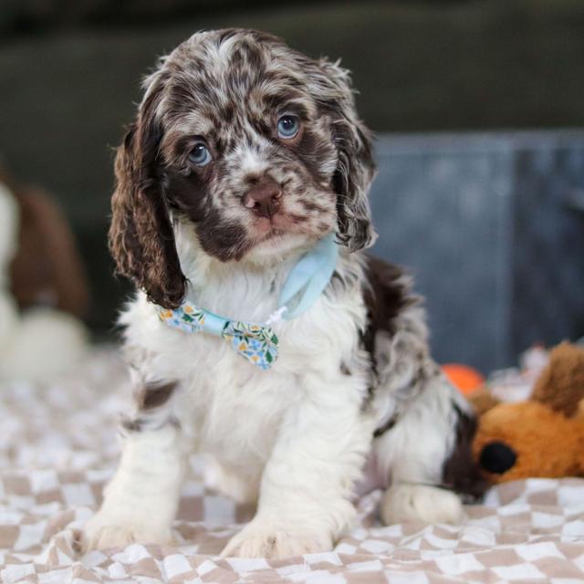 Darryl - Cocker Spaniel