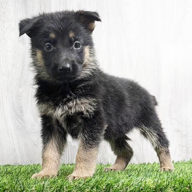 Darcy - German Shepherd Dog