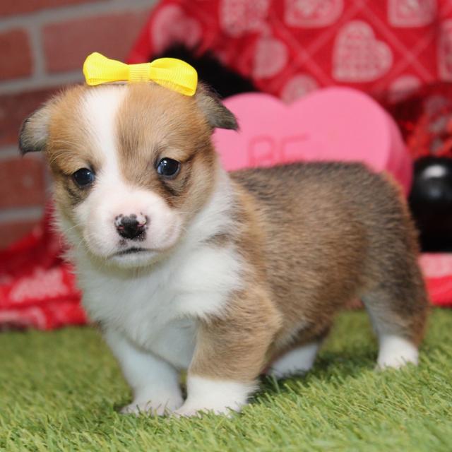 Rosie - American Corgi