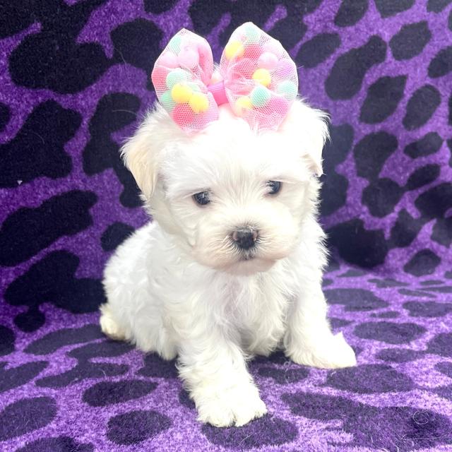 Lily Rose - Maltese