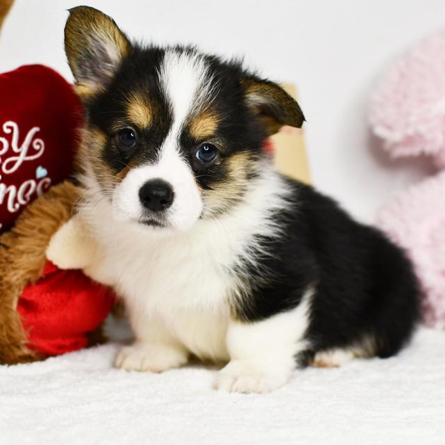 Charlie - Pembroke Welsh Corgi