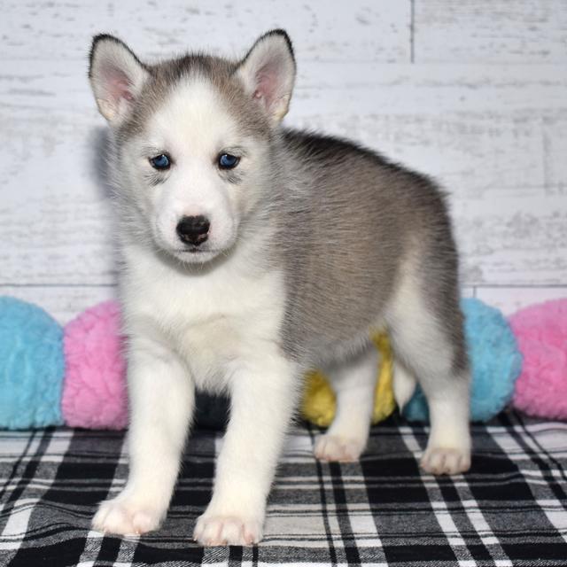 Toto - Siberian Husky