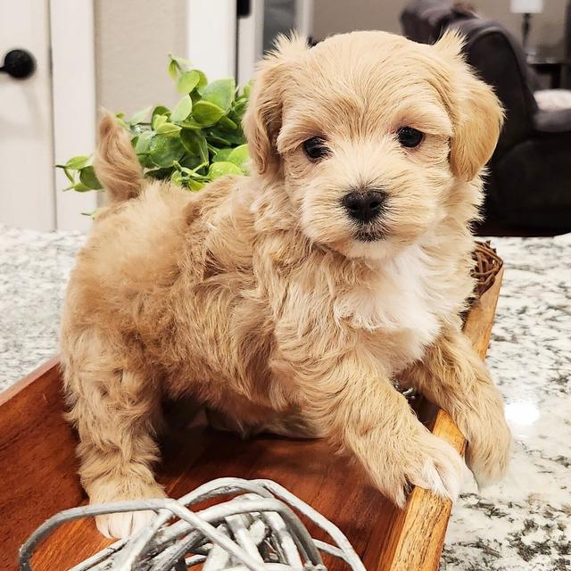 Ernie - Maltipoo