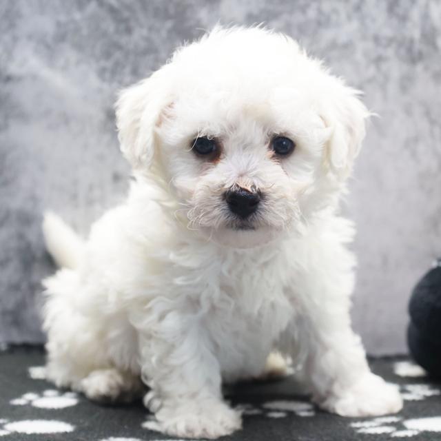 Hunter - Bichon Frise