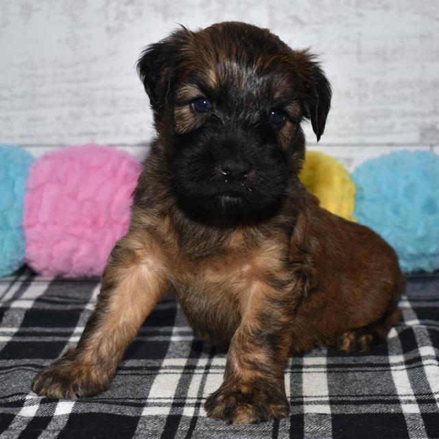 Berkie - Soft Coated Wheaten Terrier