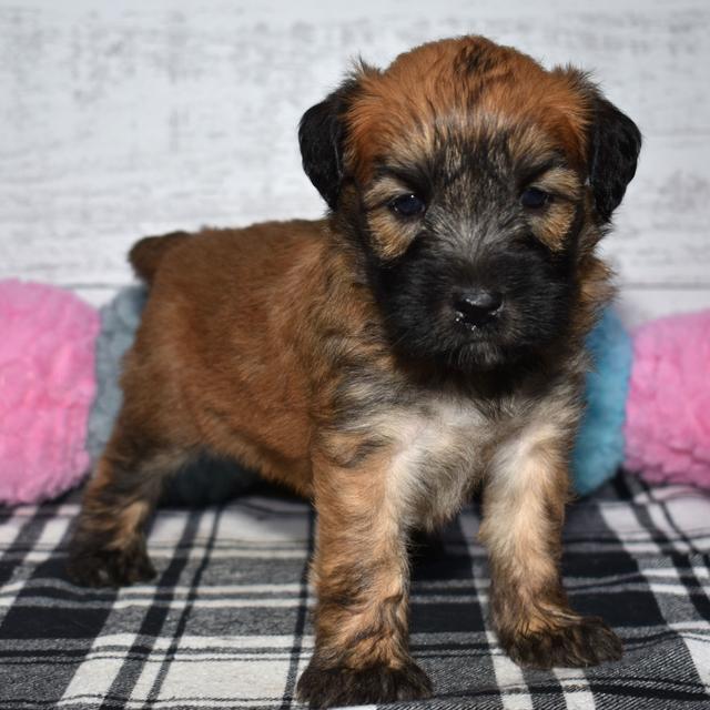 Bambi - Soft Coated Wheaten Terrier