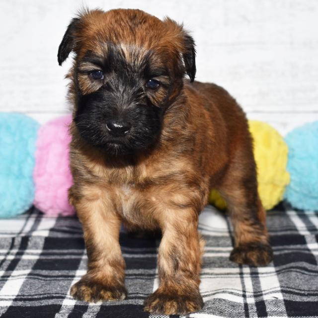 Brenley - Soft Coated Wheaten Terrier