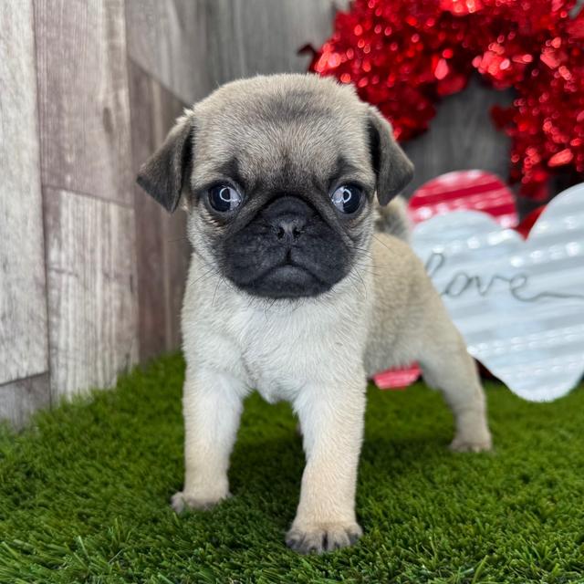 Evelyn - Pug