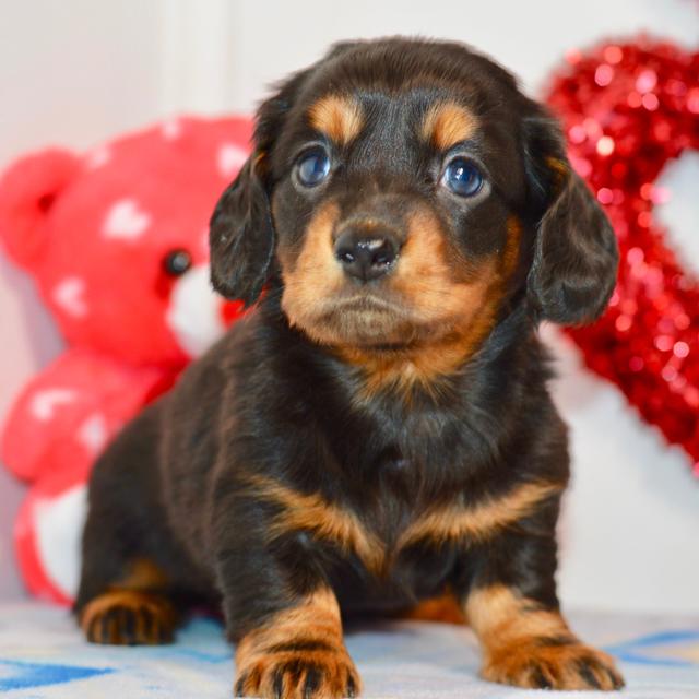 Fern - Dachshund