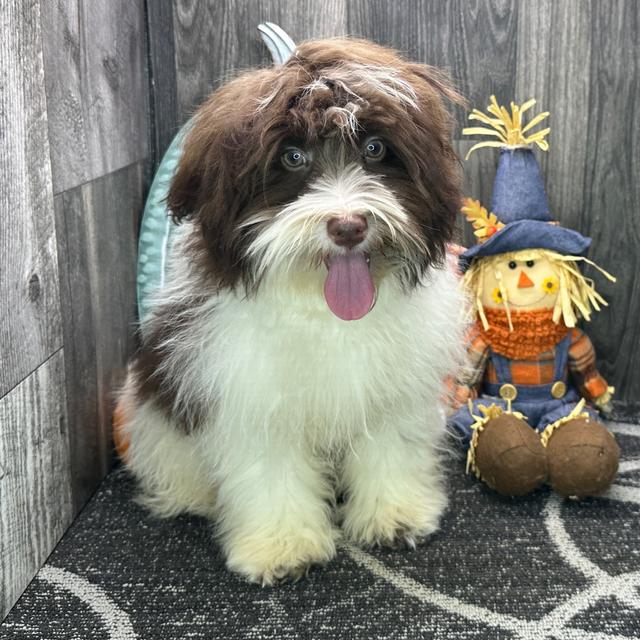 Yony - Havanese