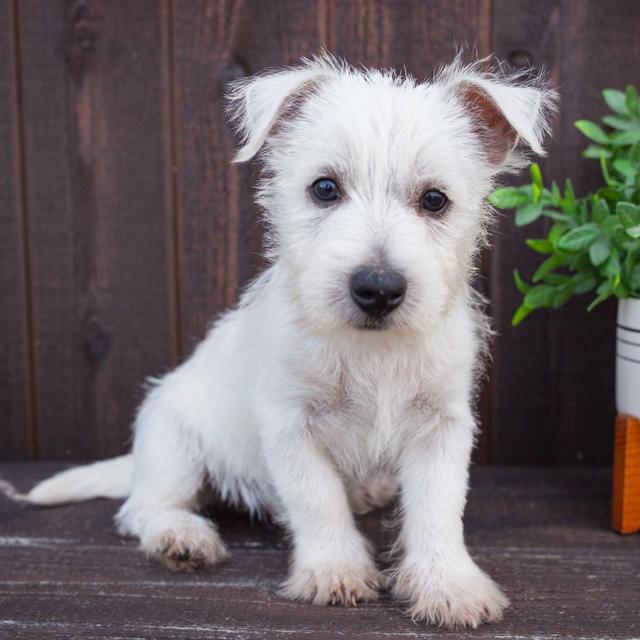 Waylon - West Highland White Terrier
