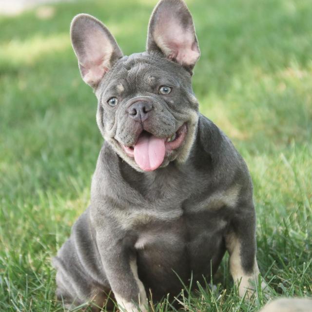 Savanna - French Bulldog