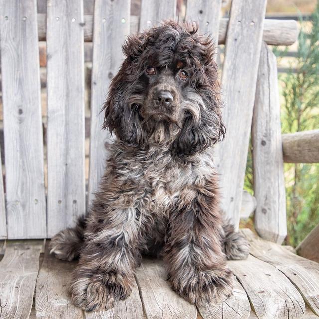 Cassie - Cocker Spaniel